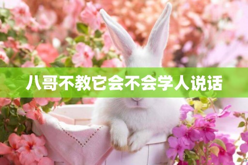 八哥不教它會不會學人說話