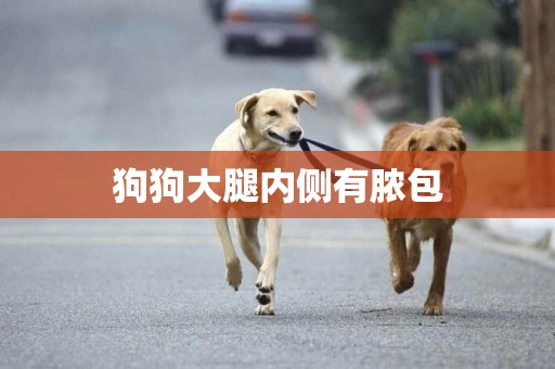 狗狗大腿內側有膿包