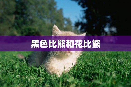 黑色比熊和花比熊