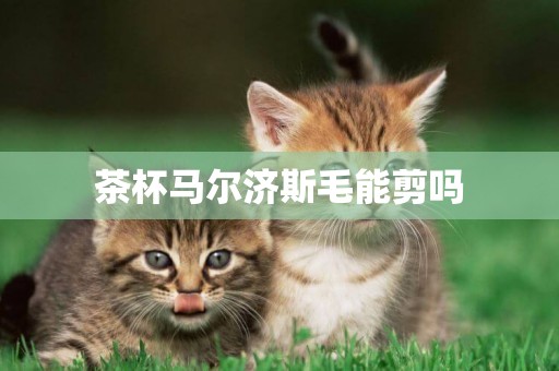 茶杯馬爾濟斯毛能剪嗎