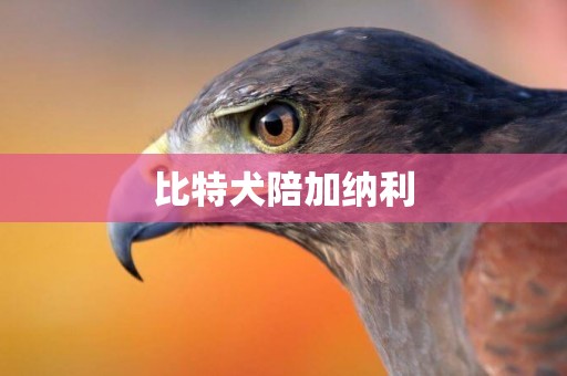 比特犬陪加納利