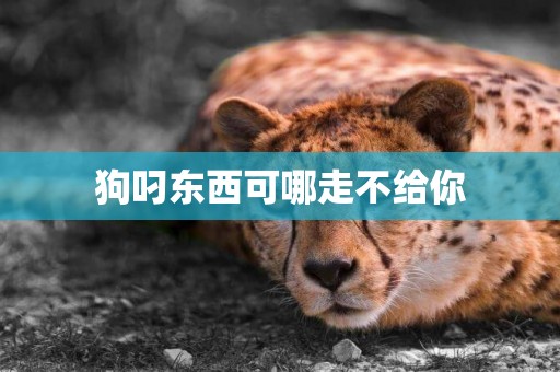 狗叼東西可哪走不給你