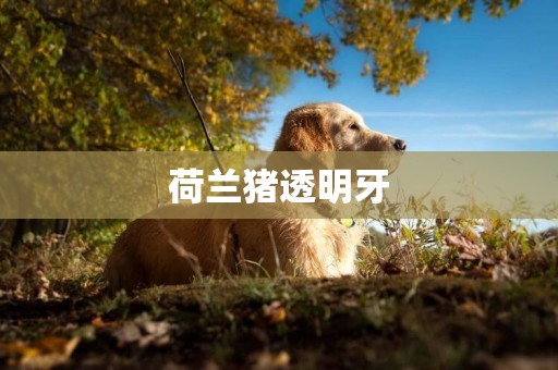 荷蘭豬透明牙