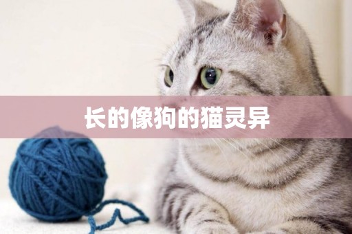 長的像狗的貓靈異