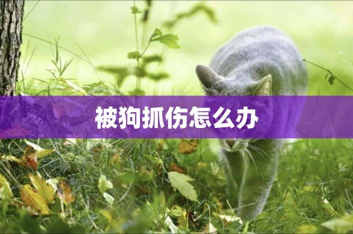 被狗抓傷怎么辦