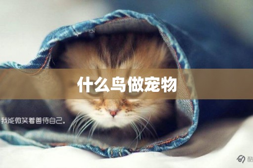 什么鳥做寵物