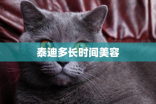 泰迪多長時間美容