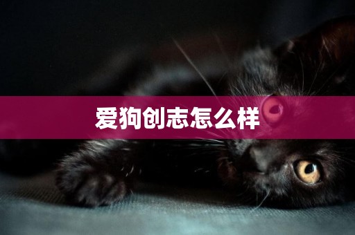 愛狗創志怎么樣