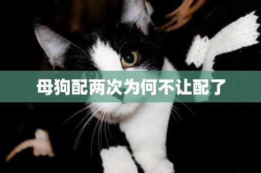 母狗配兩次為何不讓配了
