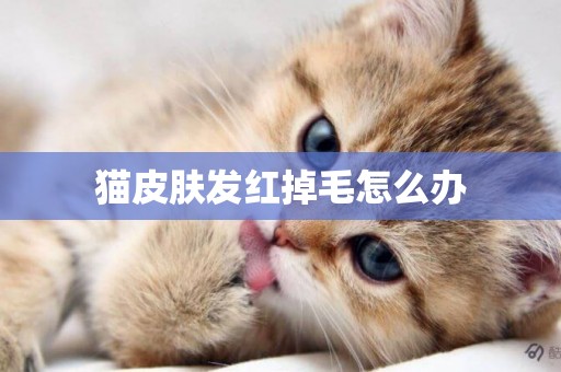 貓皮膚發紅掉毛怎么辦