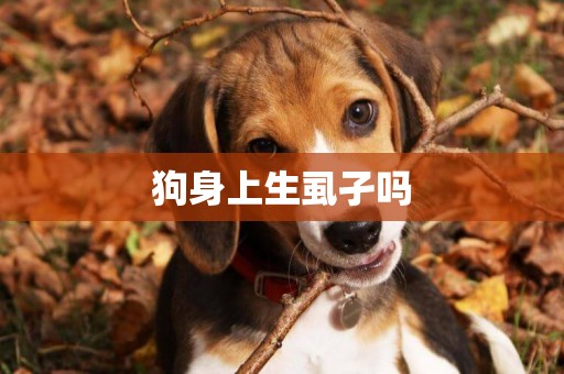 狗身上生虱孑嗎