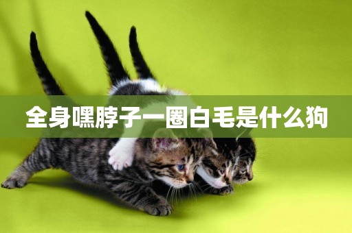 全身嘿脖子一圈白毛是什么狗