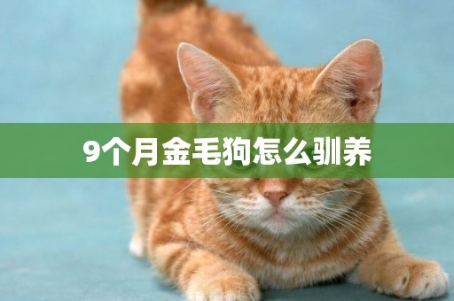9個月金毛狗怎么馴養