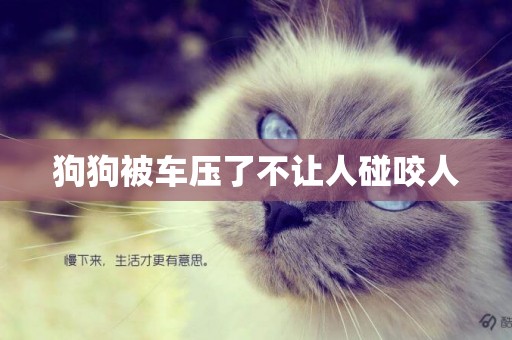 狗狗被車壓了不讓人碰咬人