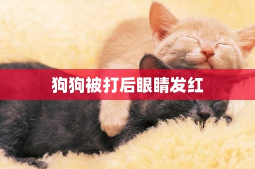 狗狗被打后眼睛發紅
