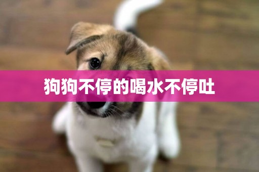 狗狗不停的喝水不停吐