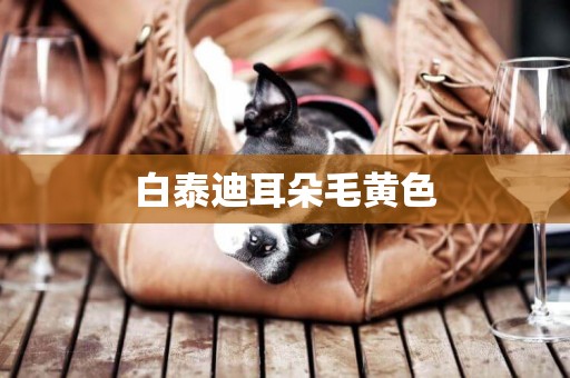 白泰迪耳朵毛黃色