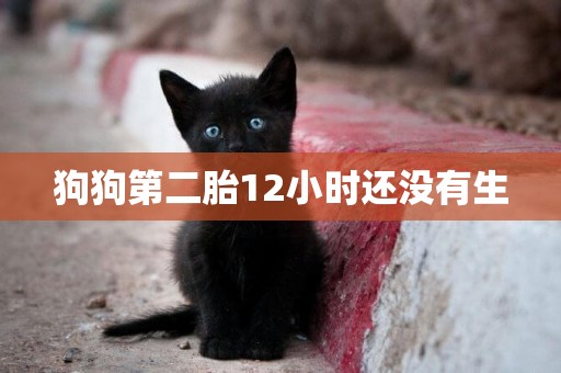 狗狗第二胎12小時還沒有生