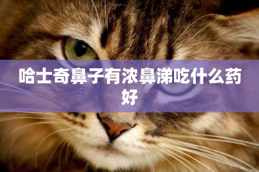 哈士奇鼻子有濃鼻涕吃什么藥好