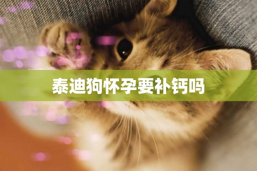 泰迪狗懷孕要補鈣嗎