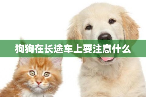 狗狗在長途車上要注意什么