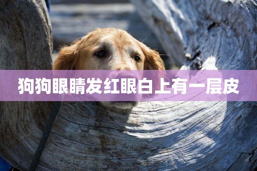 狗狗眼睛發紅眼白上有一層皮