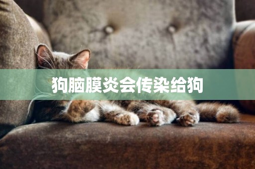 狗腦膜炎會傳染給狗