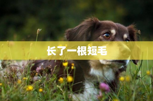 長了一根短毛