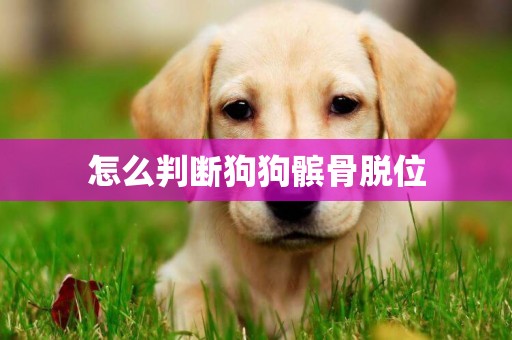 怎么判斷狗狗髕骨脫位