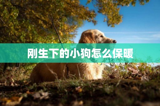剛生下的小狗怎么保暖