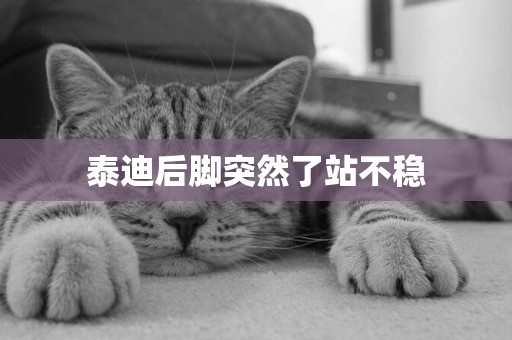 泰迪后腳突然了站不穩