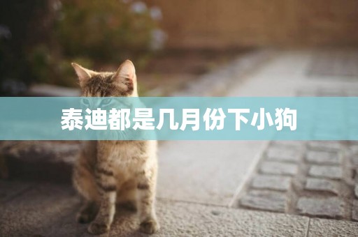 泰迪都是幾月份下小狗
