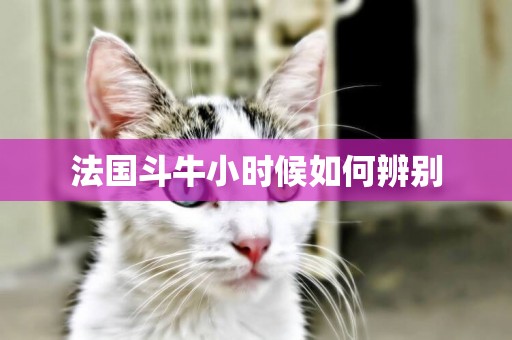 法國斗牛小時候如何辨別
