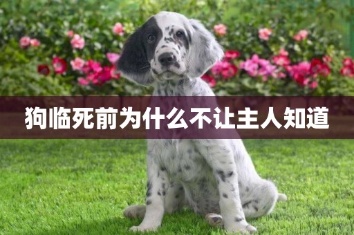 狗臨死前為什么不讓主人知道