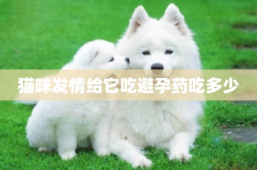 貓咪發情給它吃避孕藥吃多少