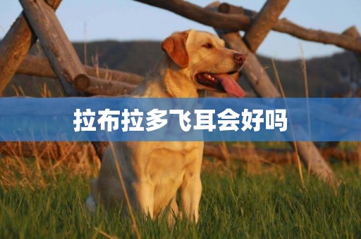 拉布拉多飛耳會好嗎