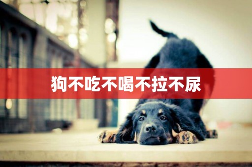 狗不吃不喝不拉不尿