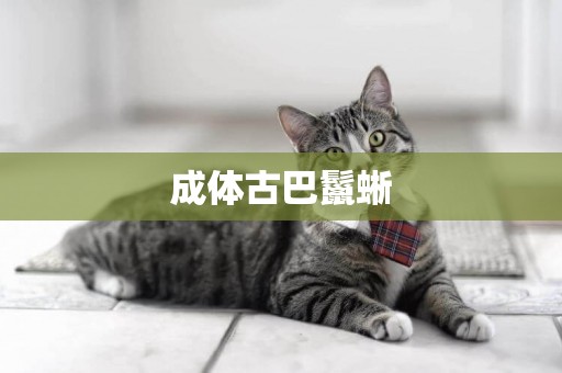 成體古巴鬣蜥
