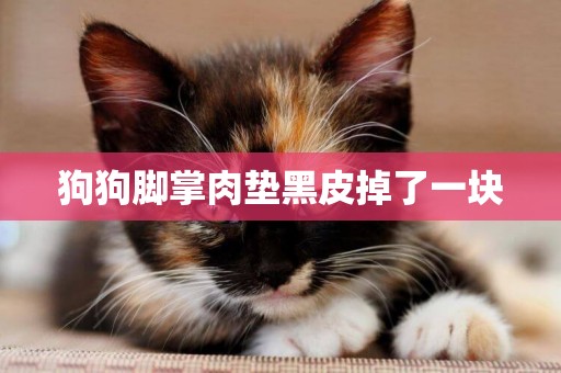 狗狗腳掌肉墊黑皮掉了一塊