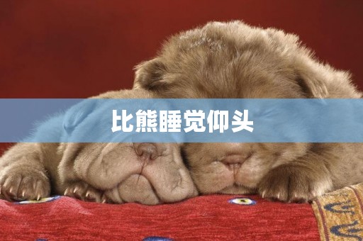 比熊睡覺仰頭