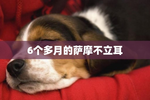 6個多月的薩摩不立耳