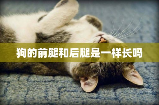 狗的前腿和后腿是一樣長嗎