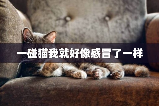 一碰貓我就好像感冒了一樣