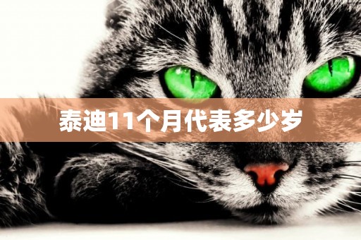 泰迪11個月代表多少歲