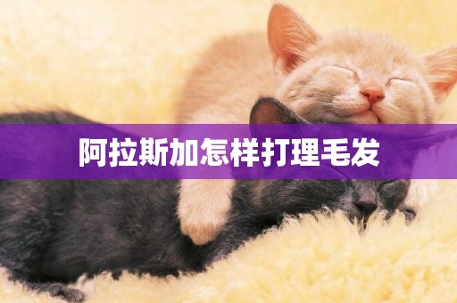 阿拉斯加怎樣打理毛發