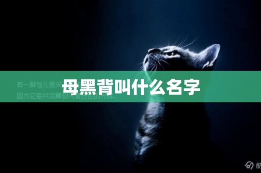 母黑背叫什么名字