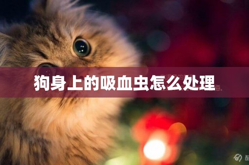狗身上的吸血蟲怎么處理