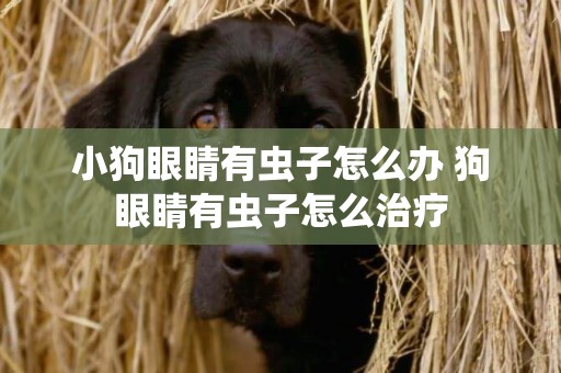 小狗眼睛有蟲子怎么辦 狗眼睛有蟲子怎么治療