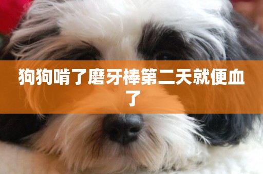 狗狗啃了磨牙棒第二天就便血了