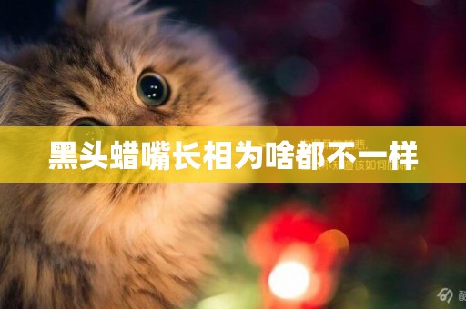 黑頭蠟嘴長相為啥都不一樣